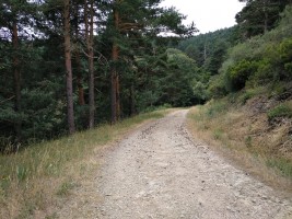 Pinar en el Camino de San Mamés