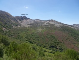 Catoute