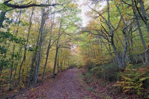 Subiendo al Chozo Tonino por el Bosque de Ujapero