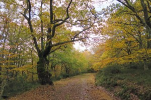 GR1 atravesando el bosque de Ujapero